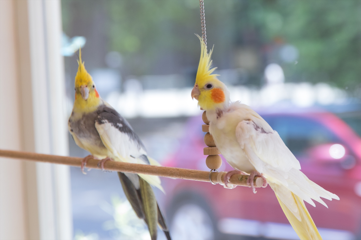 全部で20羽ほどいる小鳥の鳴き声が店内に心地よく響きます。ガラス越しに見る鳥たちは元気一杯！可愛らしい姿で楽しませてくれます。
