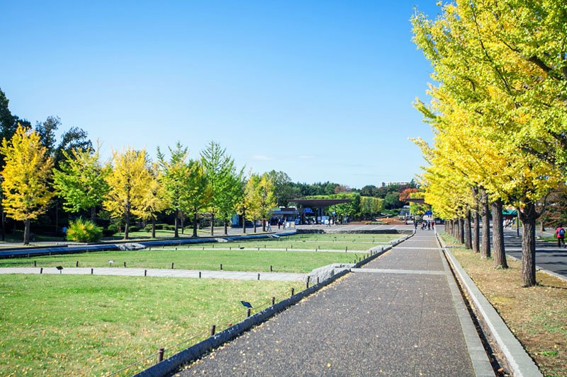 イチョウの木が並ぶ「昭和記念公園」の水路沿い