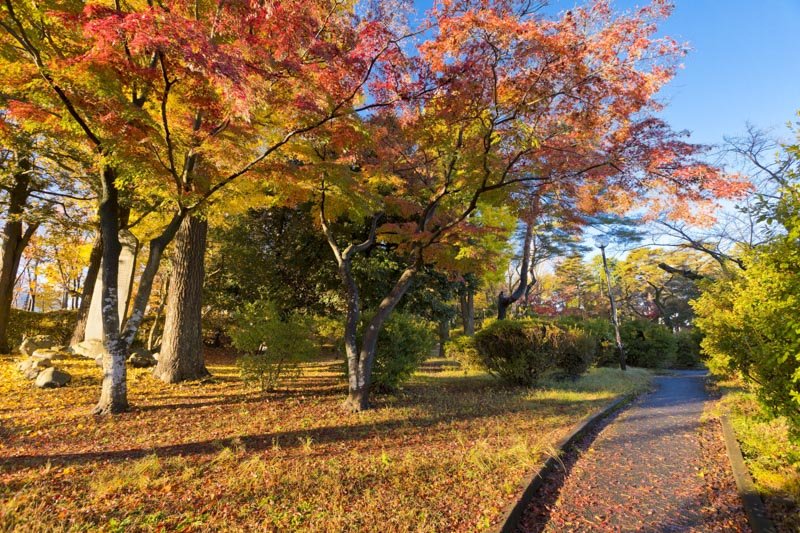 「冨士森公園」の紅葉
