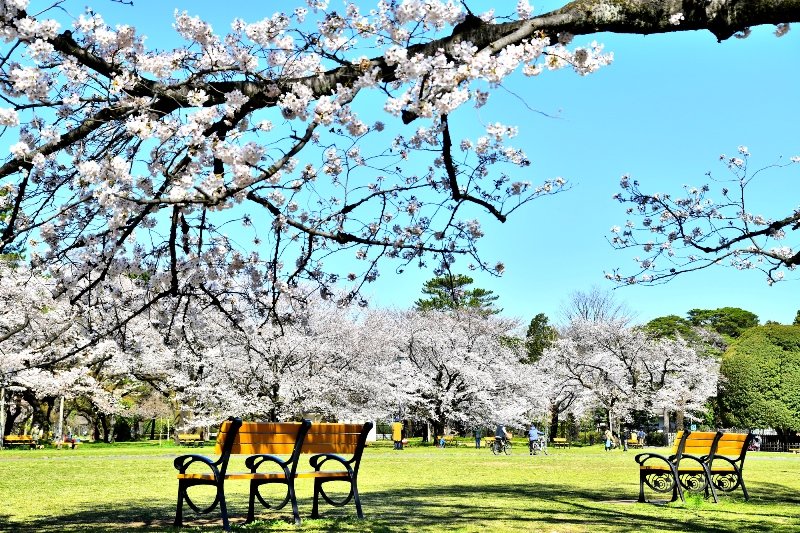 春には桜の美しい「小金井公園」