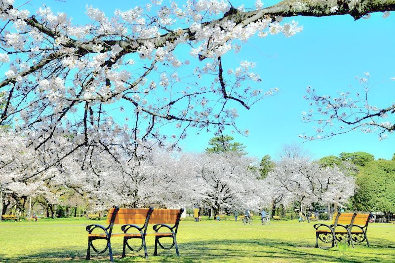 春になると桜が美しく咲き誇る園内