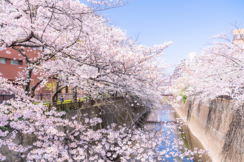 シーズンにはライトアップも行われる石神井川の桜並木