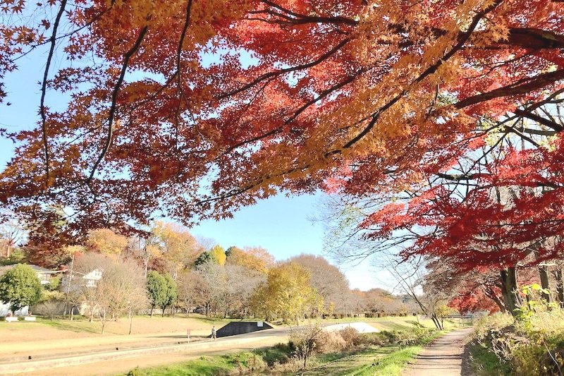 「武蔵野公園」の美しい紅葉
