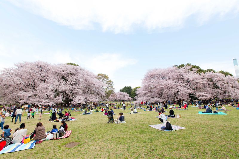 区内でも有数の広さを誇る「東京都立砧公園」