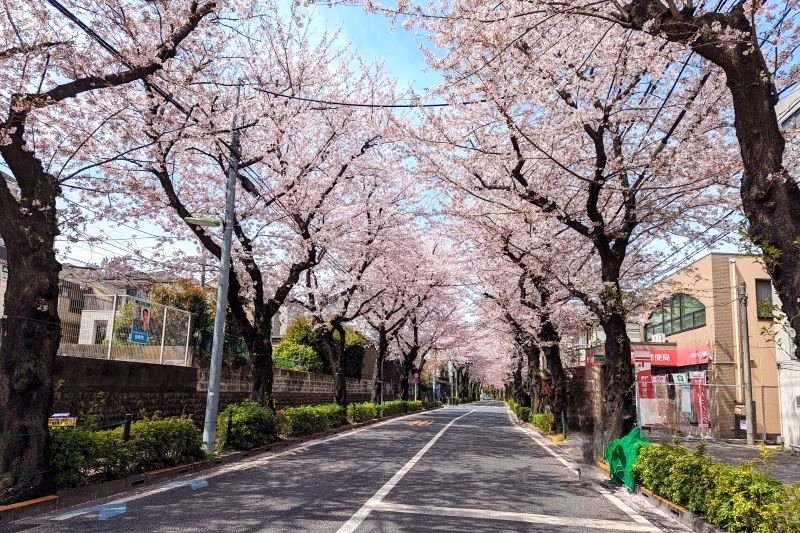 千歳通りの桜並木