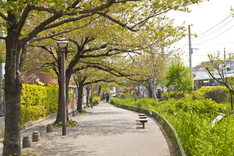 春には桜が美しい「北沢川緑道」