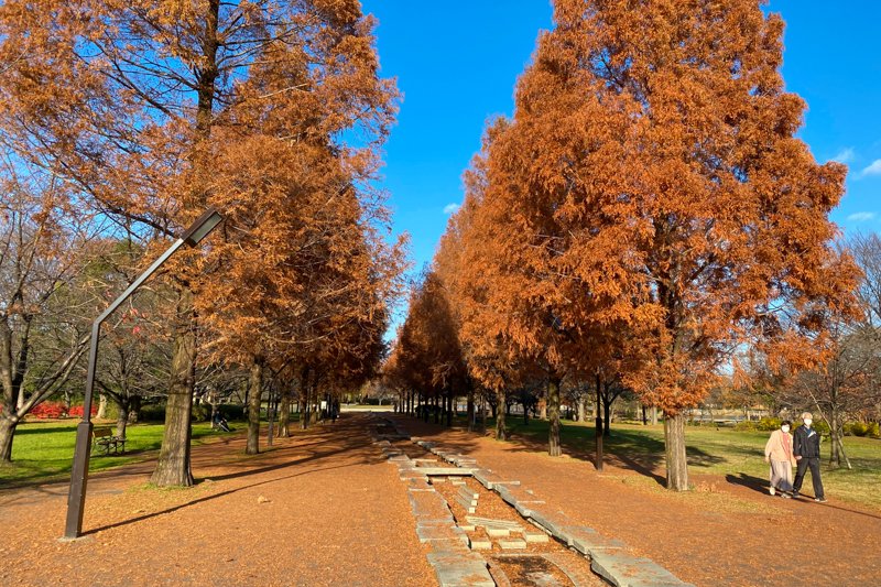 美しい紅葉が楽しめる秋の「舎人公園」