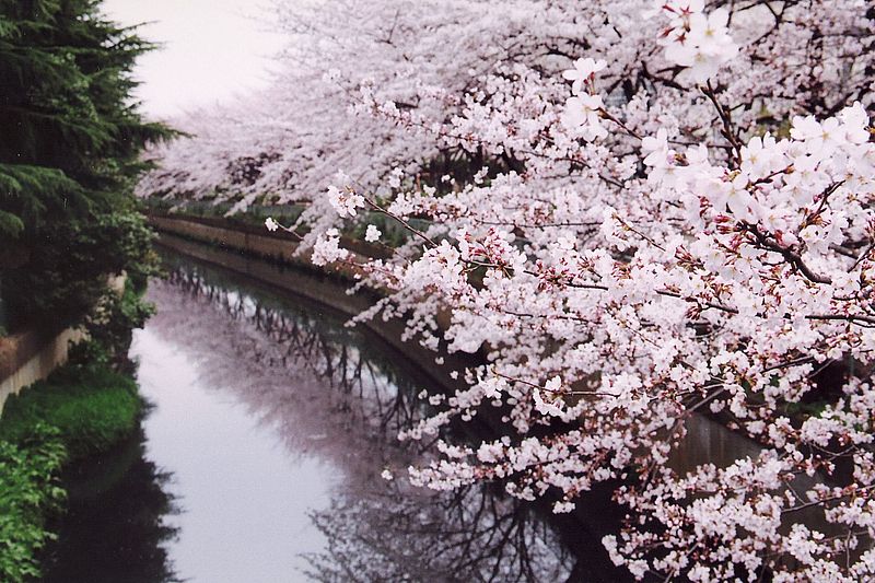 「舎人緑道公園」の桜並木