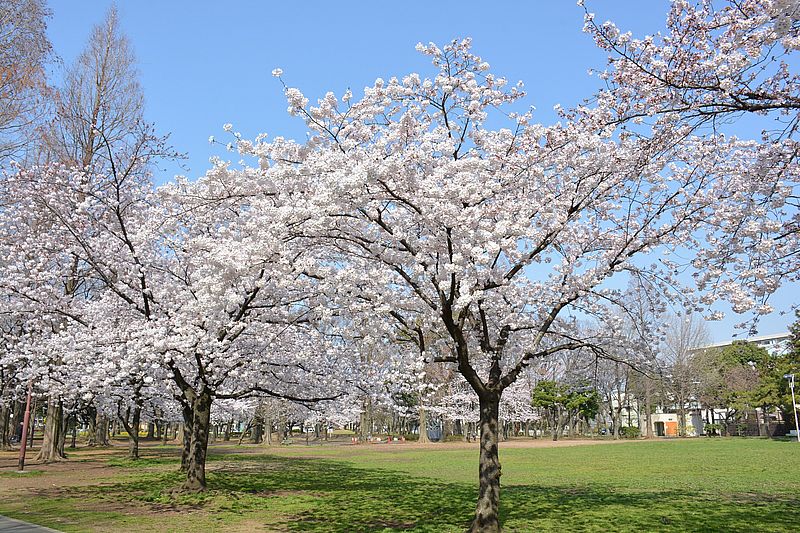桜の名所「元渕江公園」
