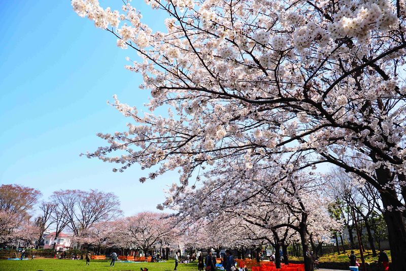 元渕江公園の桜並木