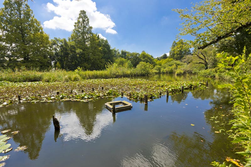 水面に移る緑が美しい「善福寺公園」